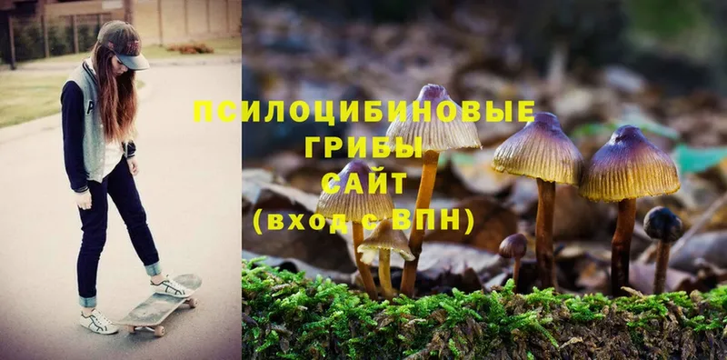 где можно купить   Чебоксары  Псилоцибиновые грибы Psilocybine cubensis 